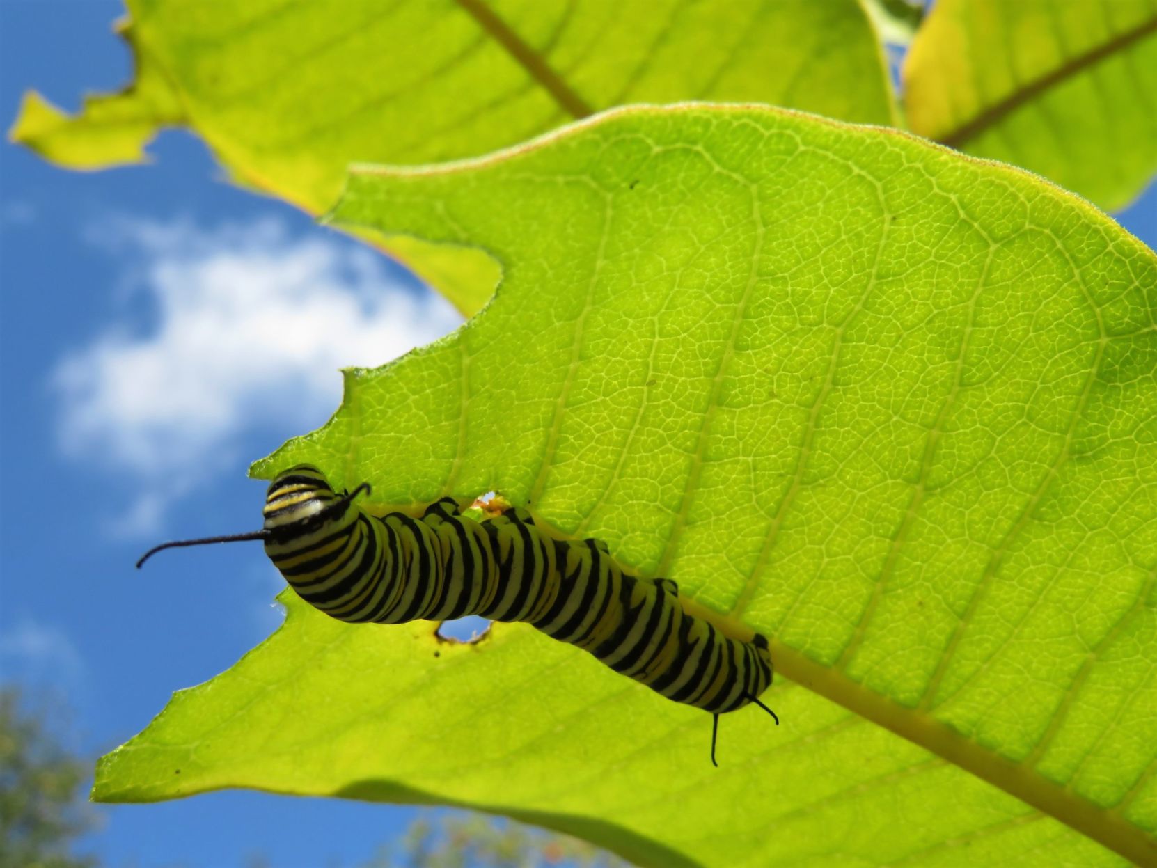 Monarch caterpillar
